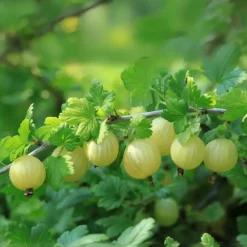 Plant in a Box Kruisbes - Set van 3 - Ribes uva- crispa - Hoogte 25-40cm - ⌀9cm