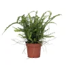Kamerplanten-Plant in a Box Krulvaren - Nephrolepis 'Duffii' - Hoogte 25-40cm - ⌀12cm