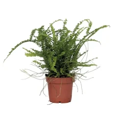 Kamerplanten-Plant in a Box Krulvaren - Nephrolepis 'Duffii' - Hoogte 25-40cm - ⌀12cm