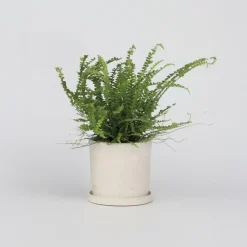 Kamerplanten-Plant in a Box Krulvaren - Nephrolepis 'Duffii' - Hoogte 25-40cm - ⌀12cm