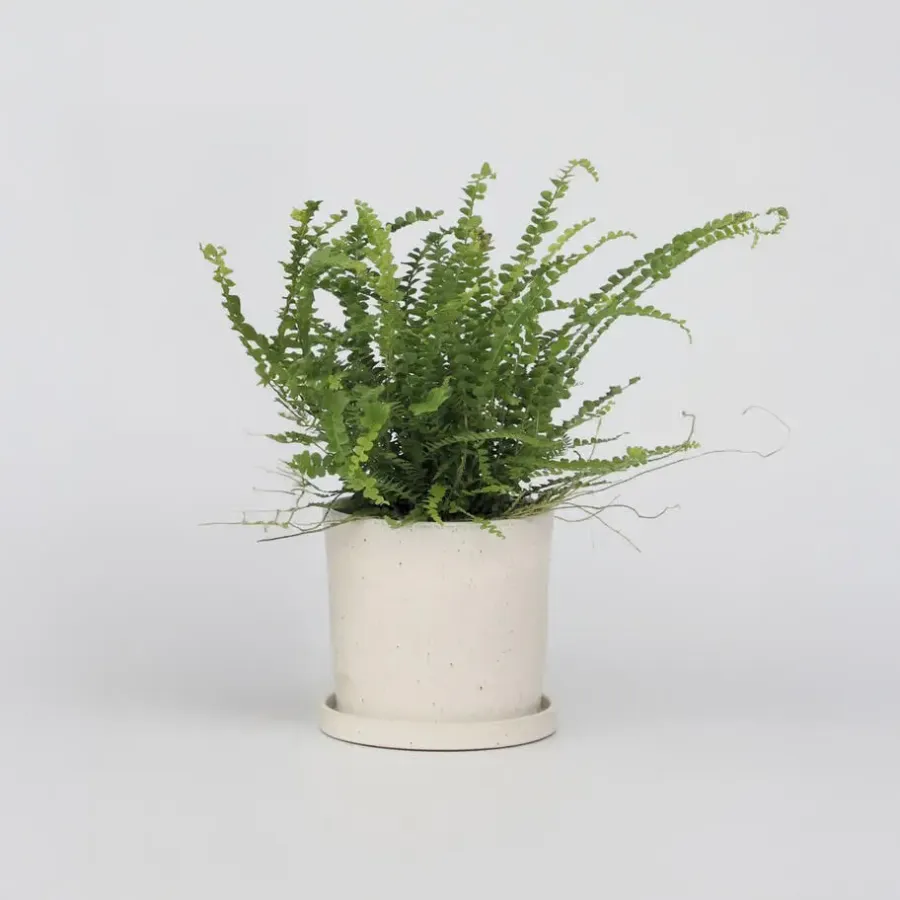 Kamerplanten-Plant in a Box Krulvaren - Nephrolepis 'Duffii' - Hoogte 25-40cm - ⌀12cm