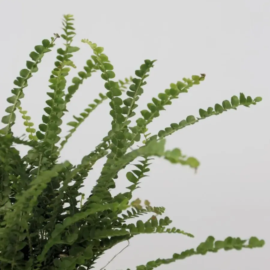 Kamerplanten-Plant in a Box Krulvaren - Nephrolepis 'Duffii' - Hoogte 25-40cm - ⌀12cm