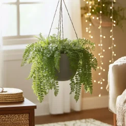 Kamerplanten-Plant in a Box Krulvaren - Nephrolepis 'Duffii' - Hoogte 25-40cm - ⌀12cm
