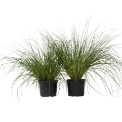 Plant in a Box Lampenpoetersgras - Set van 2 - Pennisetum 'Hameln' - Hoogte 20-30cm - ⌀23cm
