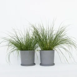 Plant in a Box Lampenpoetersgras - Set van 2 - Pennisetum 'Hameln' - Hoogte 20-30cm - ⌀23cm