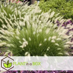 Plant in a Box Lampenpoetersgras - Set van 2 - Pennisetum 'Hameln' - Hoogte 20-30cm - ⌀23cm