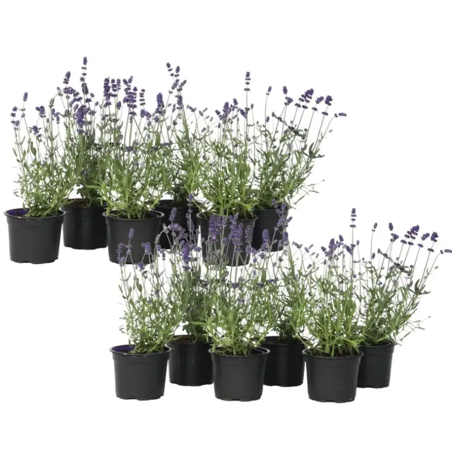 Planten|Tuinplanten-Plant in a Box Lavendel - Set van 12 - Lavandula angustifolia - Hoogte 10-15cm - ⌀10,5cm