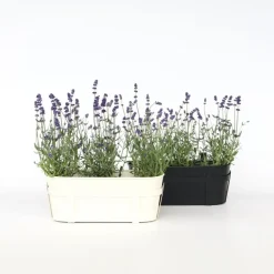 Planten|Tuinplanten-Plant in a Box Lavendel - Set van 12 - Lavandula angustifolia - Hoogte 10-15cm - ⌀10,5cm