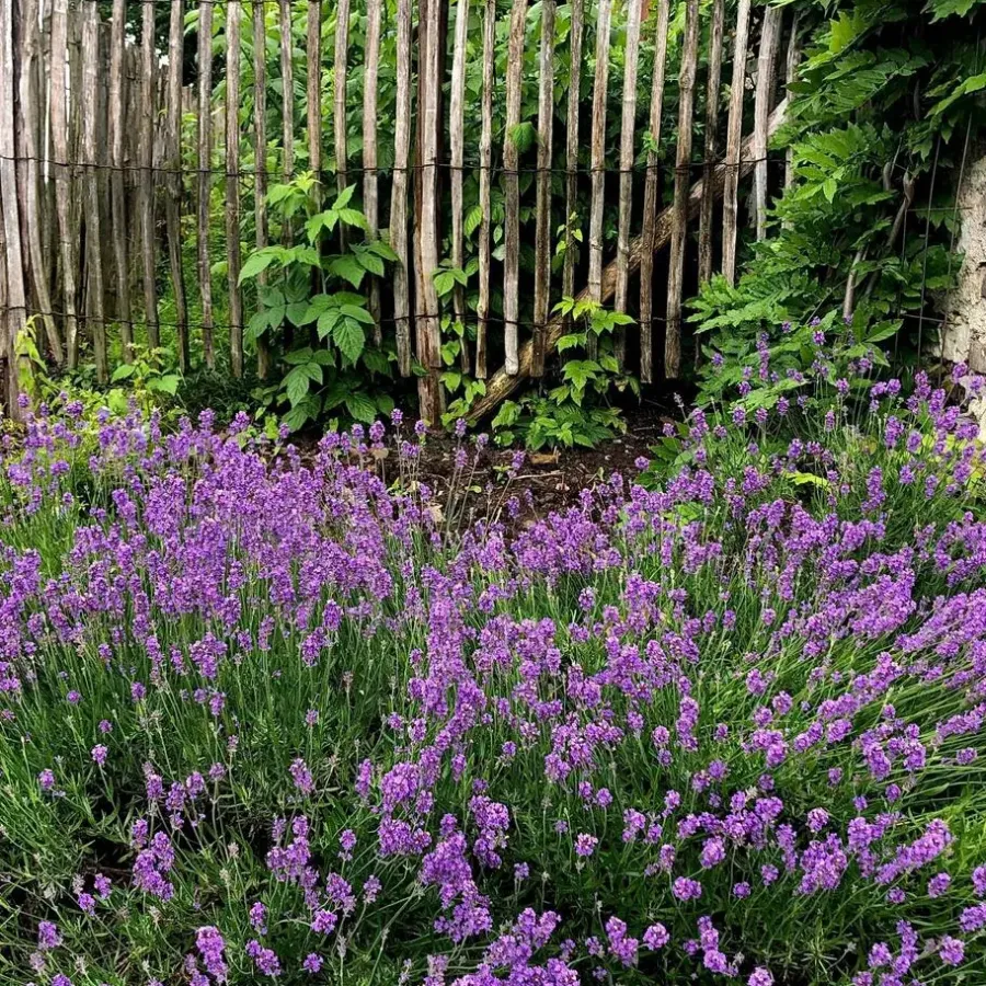 Planten|Tuinplanten-Plant in a Box Lavendel - Set van 12 - Lavandula angustifolia - Hoogte 10-15cm - ⌀10,5cm