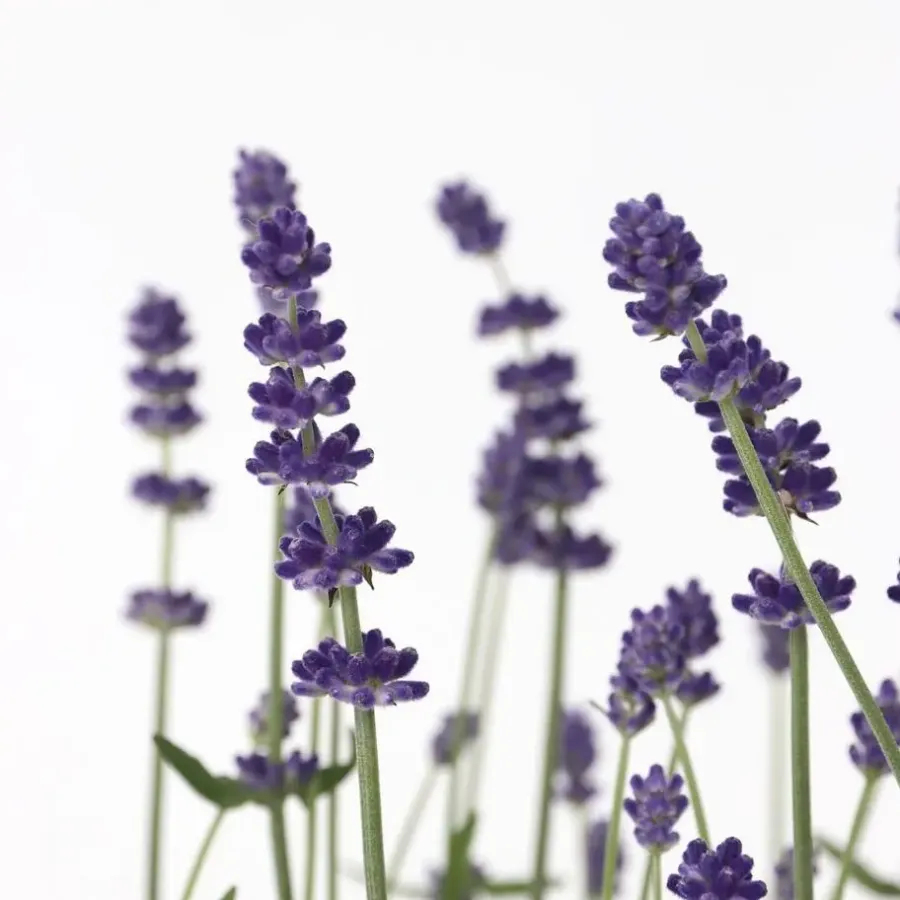 Planten|Tuinplanten-Plant in a Box Lavendel - Set van 12 - Lavandula angustifolia - Hoogte 10-15cm - ⌀10,5cm