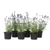 Planten|Tuinplanten-Plant in a Box Lavendel - Set van 6 - Lavandula angustifolia - Hoogte 10-15cm - ⌀10,5cm