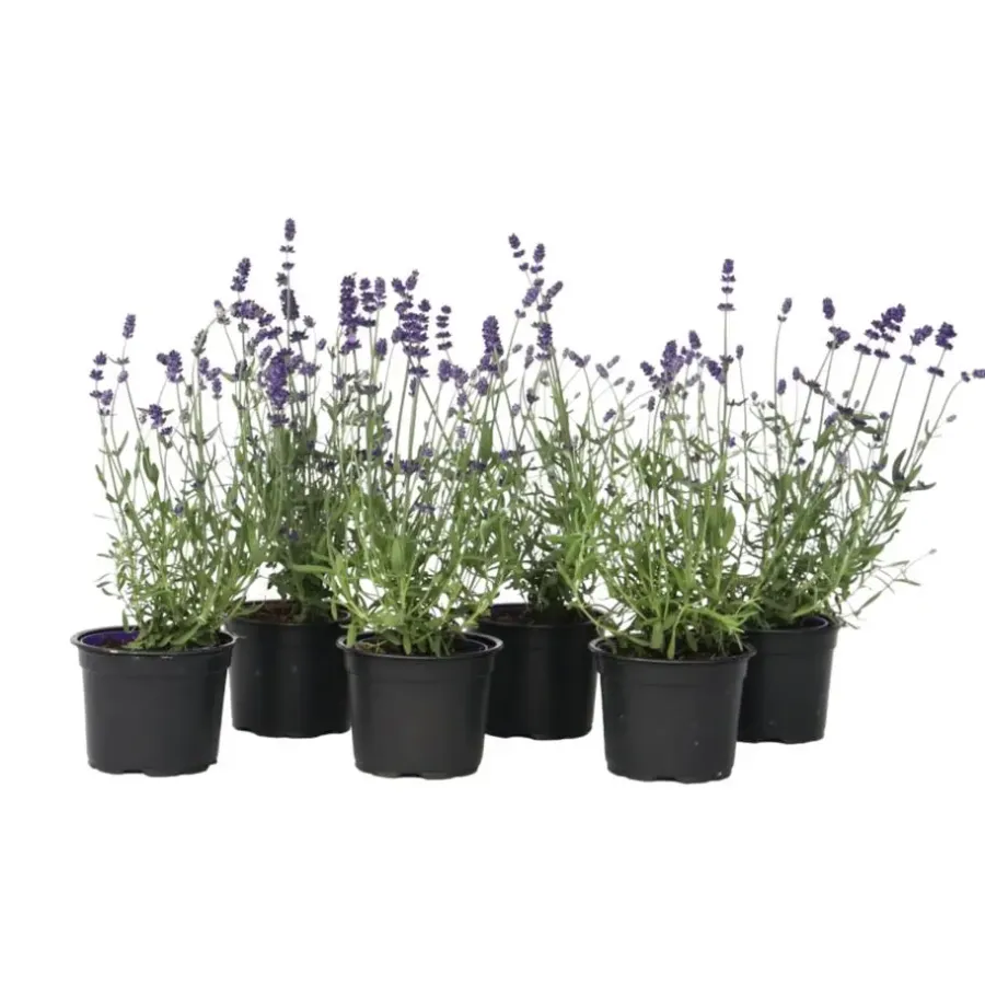 Planten|Tuinplanten-Plant in a Box Lavendel - Set van 6 - Lavandula angustifolia - Hoogte 10-15cm - ⌀10,5cm