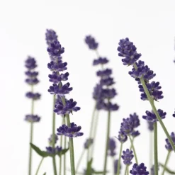 Planten|Tuinplanten-Plant in a Box Lavendel - Set van 6 - Lavandula angustifolia - Hoogte 10-15cm - ⌀10,5cm