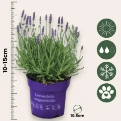 Planten|Tuinplanten-Plant in a Box Lavendel - Set van 6 - Lavandula angustifolia - Hoogte 10-15cm - ⌀10,5cm
