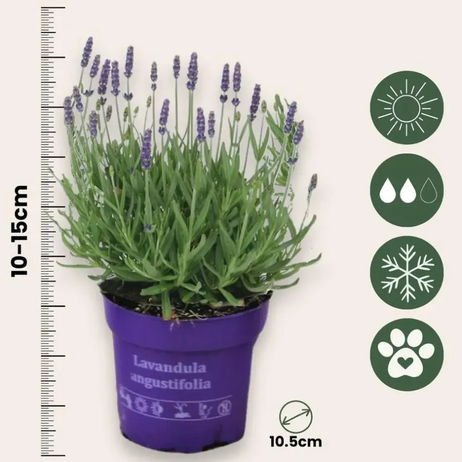 Planten|Tuinplanten-Plant in a Box Lavendel - Set van 6 - Lavandula angustifolia - Hoogte 10-15cm - ⌀10,5cm