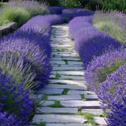 Planten|Tuinplanten-Plant in a Box Lavendel - Set van 6 - Lavandula angustifolia - Hoogte 10-15cm - ⌀10,5cm
