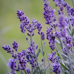 Planten|Tuinplanten-Plant in a Box Lavendel - Set van 6 - Lavandula angustifolia - Hoogte 10-15cm - ⌀10,5cm