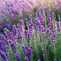 Planten|Tuinplanten-Plant in a Box Lavendel - Set van 6 - Lavandula angustifolia - Hoogte 10-15cm - ⌀10,5cm