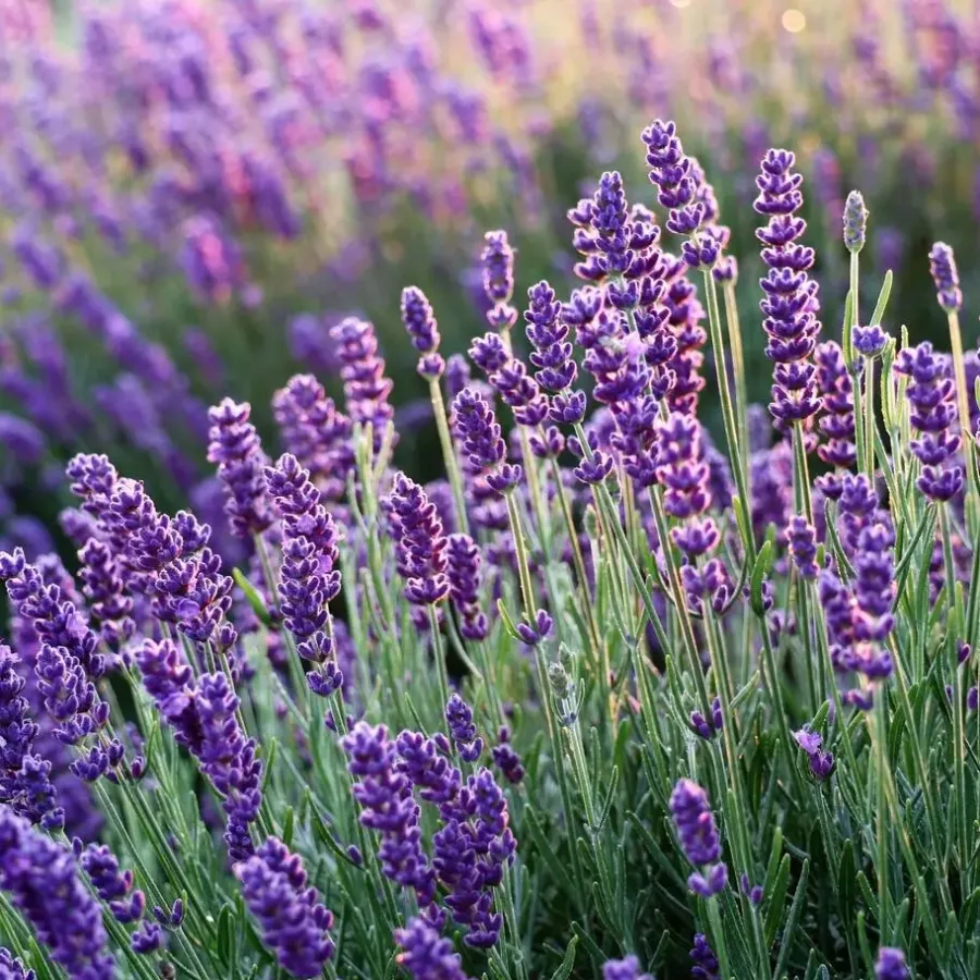 Planten|Tuinplanten-Plant in a Box Lavendel - Set van 6 - Lavandula angustifolia - Hoogte 10-15cm - ⌀10,5cm