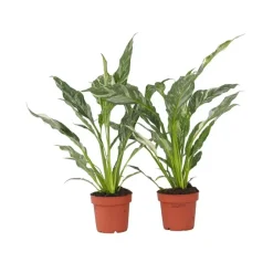 Plant in a Box Lepelplant - Set van 2 - Spathiphyllum 'Diamond' - Hoogte 40-50cm - ⌀12cm