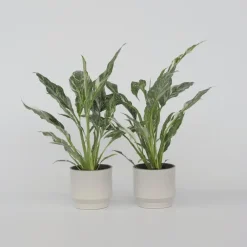 Plant in a Box Lepelplant - Set van 2 - Spathiphyllum 'Diamond' - Hoogte 40-50cm - ⌀12cm