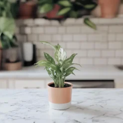 Plant in a Box Lepelplant - Set van 2 - Spathiphyllum 'Diamond' - Hoogte 40-50cm - ⌀12cm