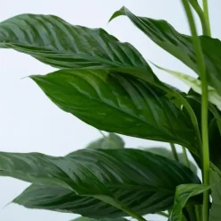 Plant in a Box Lepelplant - Set van 2 - Spathiphyllum 'Torelli' - Hoogte 30-45cm - ⌀12cm