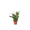 Kamerplanten-Plant in a Box Lepelplant - Spathiphyllum 'Torelli' - Hoogte 30-45cm - ⌀12cm