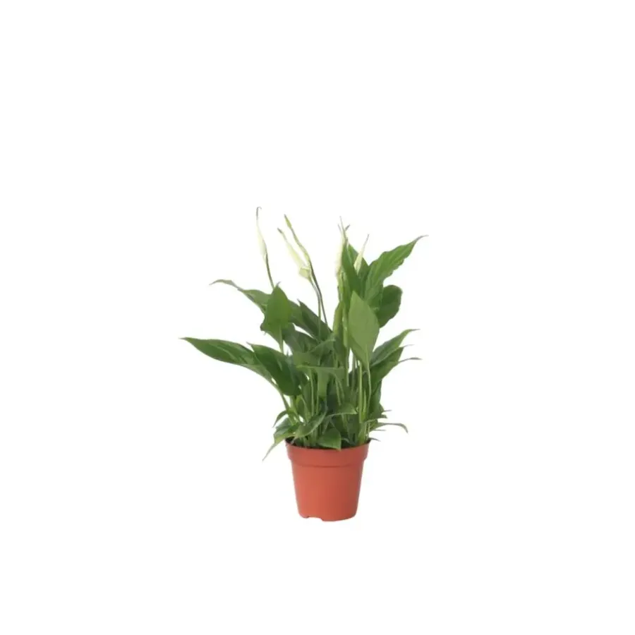 Kamerplanten-Plant in a Box Lepelplant - Spathiphyllum 'Torelli' - Hoogte 30-45cm - ⌀12cm