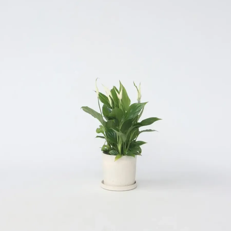 Kamerplanten-Plant in a Box Lepelplant - Spathiphyllum 'Torelli' - Hoogte 30-45cm - ⌀12cm