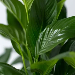 Kamerplanten-Plant in a Box Lepelplant - Spathiphyllum 'Torelli' - Hoogte 30-45cm - ⌀12cm