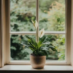 Kamerplanten-Plant in a Box Lepelplant - Spathiphyllum 'Torelli' - Hoogte 30-45cm - ⌀12cm
