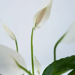 Kamerplanten-Plant in a Box Lepelplant - Spathiphyllum 'Torelli' - Hoogte 30-45cm - ⌀12cm
