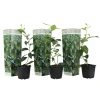 Planten|Tuinplanten-Plant in a Box Limoenboom - Set van 3 - Citrus aurantifolia - Hoogte 25-40cm - ⌀9cm