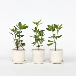 Planten|Tuinplanten-Plant in a Box Limoenboom - Set van 3 - Citrus aurantifolia - Hoogte 25-40cm - ⌀9cm