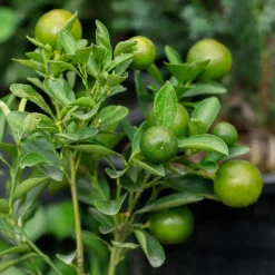 Planten|Tuinplanten-Plant in a Box Limoenboom - Set van 3 - Citrus aurantifolia - Hoogte 25-40cm - ⌀9cm
