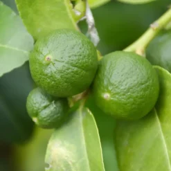 Planten|Tuinplanten-Plant in a Box Limoenboom - Set van 3 - Citrus aurantifolia - Hoogte 25-40cm - ⌀9cm