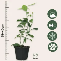 Planten|Tuinplanten-Plant in a Box Limoenboom - Set van 3 - Citrus aurantifolia - Hoogte 25-40cm - ⌀9cm
