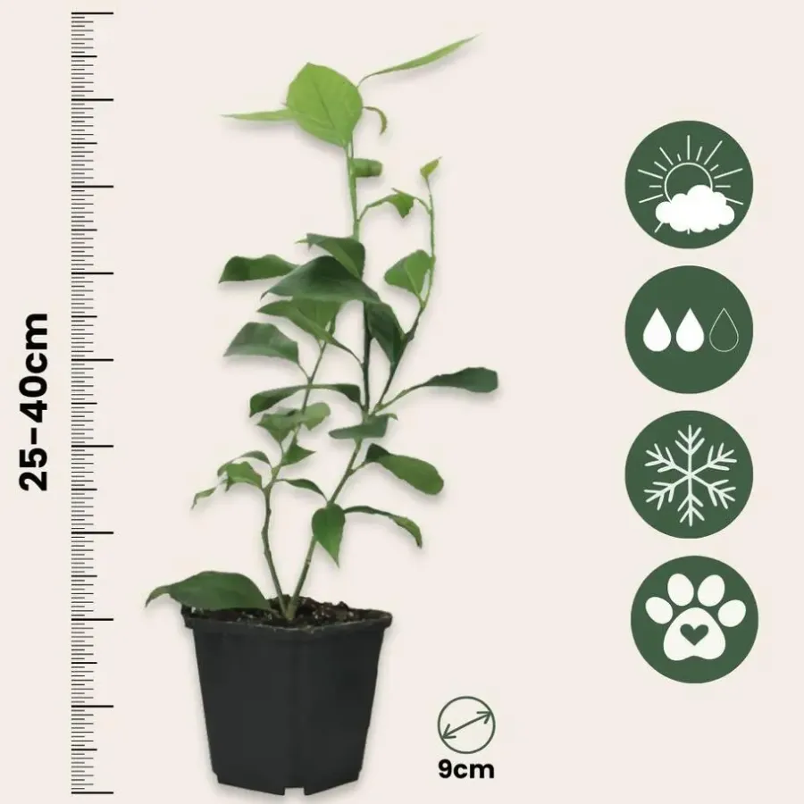 Planten|Tuinplanten-Plant in a Box Limoenboom - Set van 3 - Citrus aurantifolia - Hoogte 25-40cm - ⌀9cm