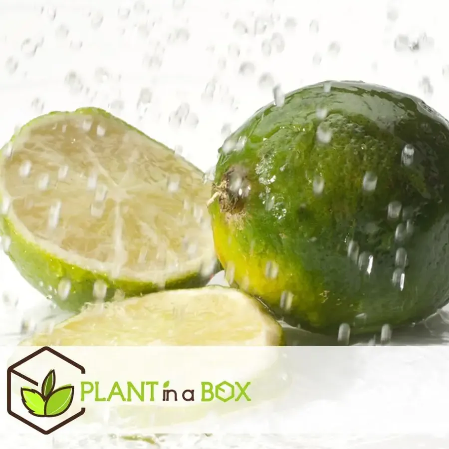 Planten|Tuinplanten-Plant in a Box Limoenboom - Set van 3 - Citrus aurantifolia - Hoogte 25-40cm - ⌀9cm