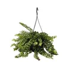 Plant in a Box Lippenstiftplant - Aeschynanthus pulcher - Hoogte 20-30cm - ⌀15cm