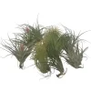 Plant in a Box Luchtplantjes - Set van 12 - Tillandsia - Hoogte 5-15cm - ⌀5cm