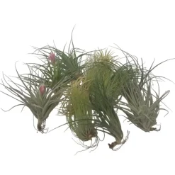 Plant in a Box Luchtplantjes - Set van 12 - Tillandsia - Hoogte 5-15cm - ⌀5cm