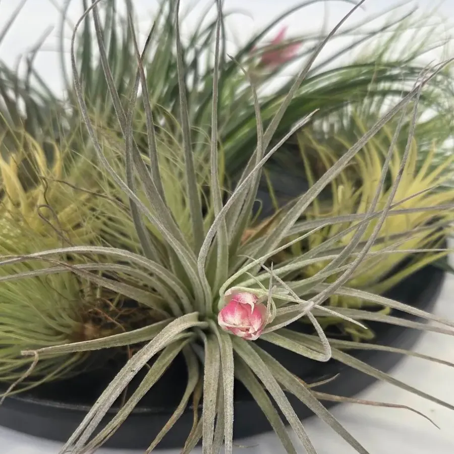 Plant in a Box Luchtplantjes - Set van 12 - Tillandsia - Hoogte 5-15cm - ⌀5cm