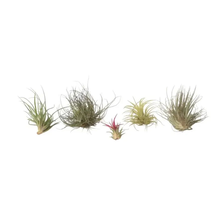 Kamerplanten-Plant in a Box Luchtplantjes - Set van 5 - Tillandsia - Hoogte 5-15cm - ⌀5cm