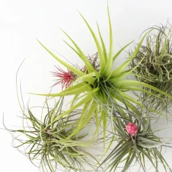 Kamerplanten-Plant in a Box Luchtplantjes - Set van 5 - Tillandsia - Hoogte 5-15cm - ⌀5cm