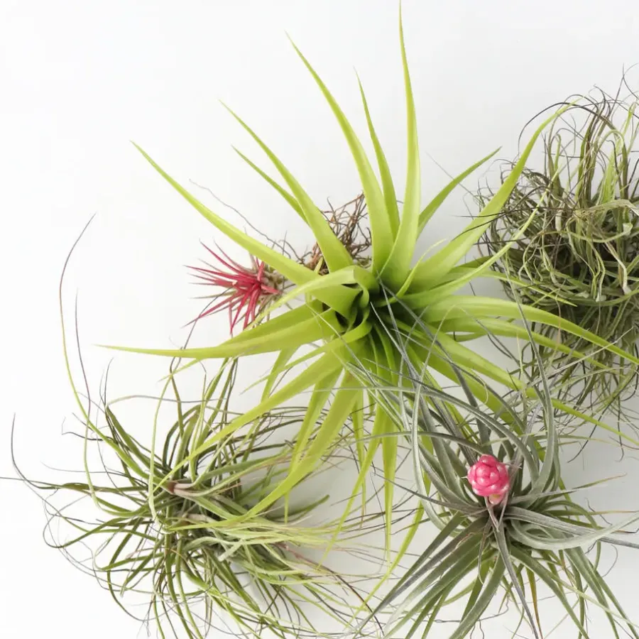 Kamerplanten-Plant in a Box Luchtplantjes - Set van 5 - Tillandsia - Hoogte 5-15cm - ⌀5cm
