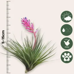 Kamerplanten-Plant in a Box Luchtplantjes - Set van 5 - Tillandsia - Hoogte 5-15cm - ⌀5cm