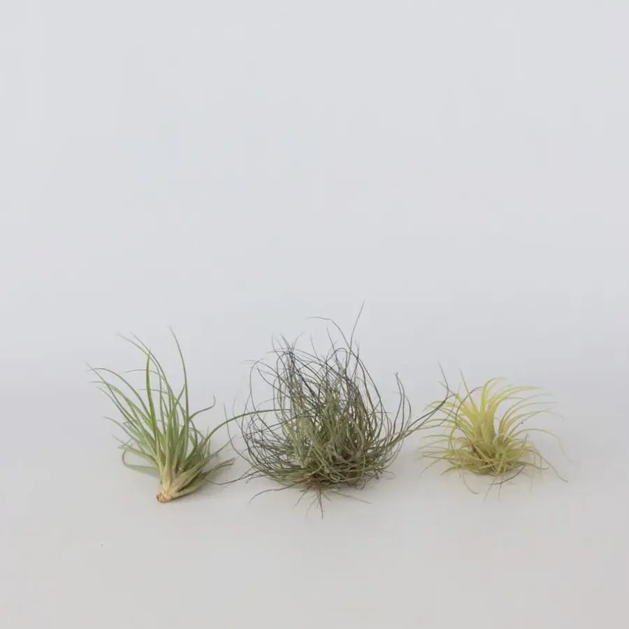 Kamerplanten-Plant in a Box Luchtplantjes - Set van 5 - Tillandsia - Hoogte 5-15cm - ⌀5cm