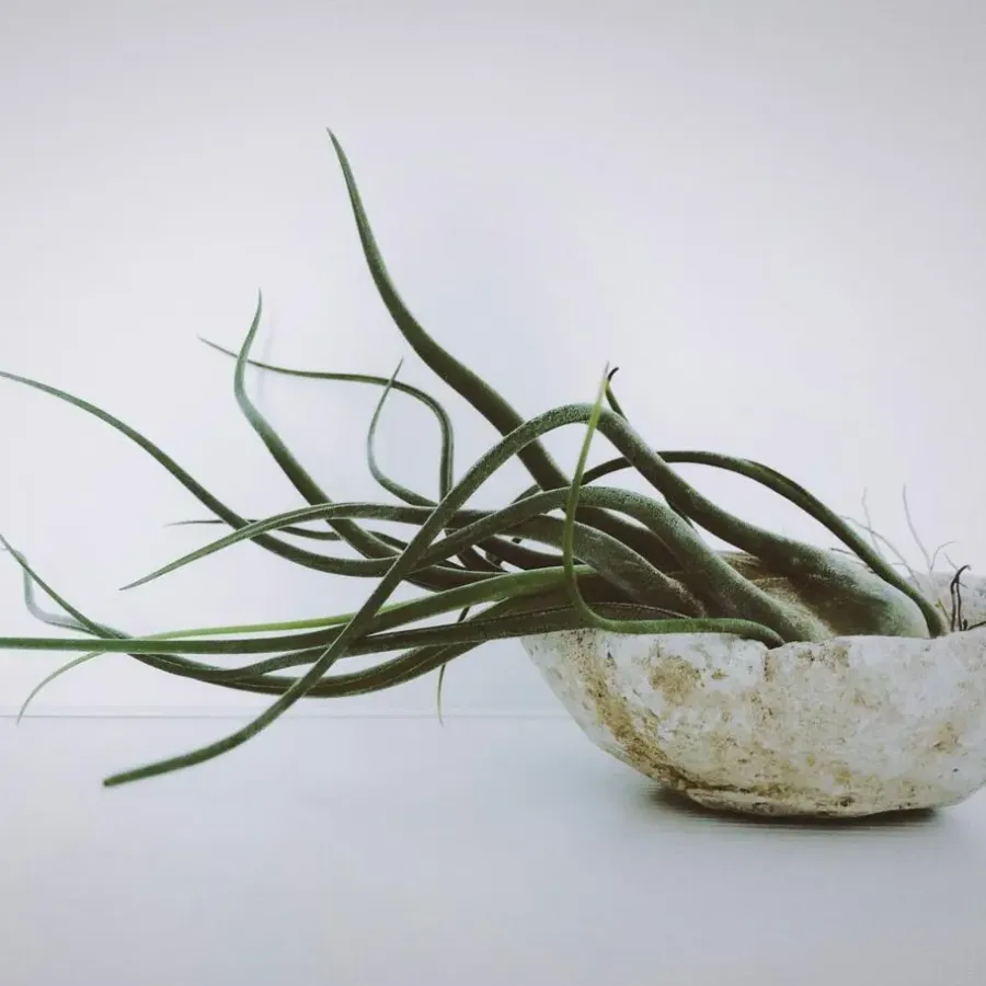 Plant in a Box Luchtplantjes - Set van 10 - Tillandsia - Hoogte 5-15cm - ⌀5cm